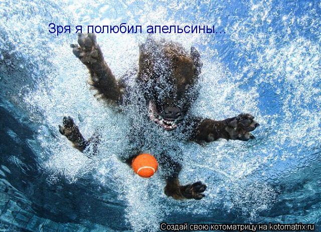 Котоматрица: Зря я полюбил апельсины...
