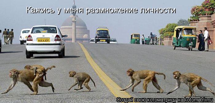 Котоматрица: Кажись у меня размножение личности