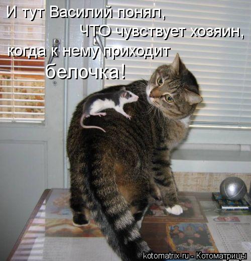 И тут Василий понял, ЧТО чувствует хозяин, когда к нему приходит белочка!... Котоматрица: И тут Василий понял, ЧТО чувствует хозяин, когда к нему приходит белочка!