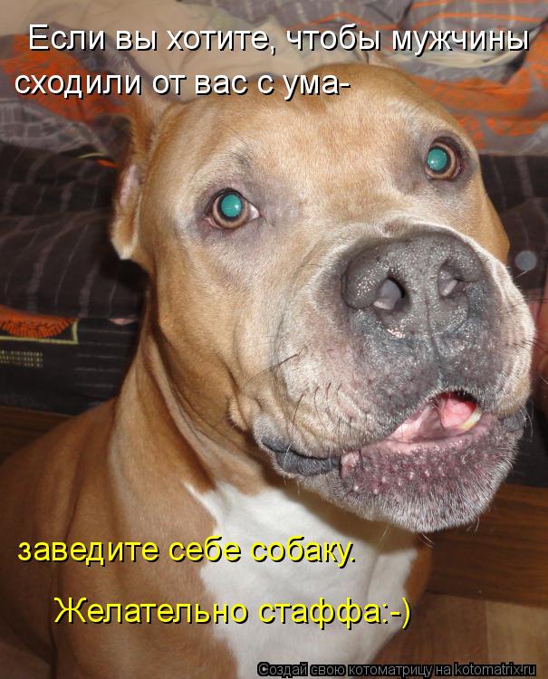 Котоматрица: Если вы хотите, чтобы мужчины сходили от вас с ума- заведите себе собаку. Желательно стаффа:-)