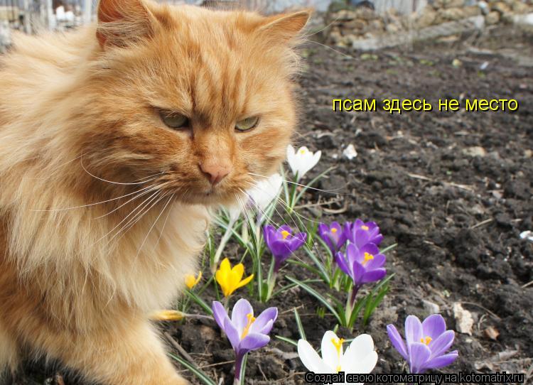 Котоматрица: псам здесь не место