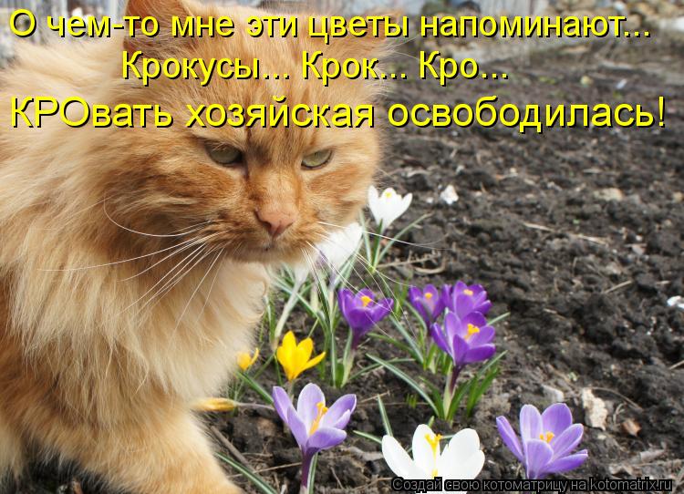 Котоматрица: КРОвать хозяйская освободилась! О чем-то мне эти цветы напоминают... Крокусы... Крок... Кро...