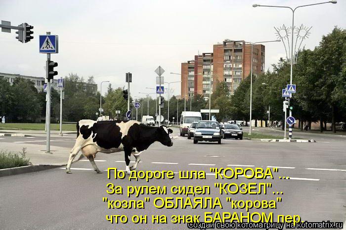 По дороге шла "КОРОВА"... За рулем сидел "КОЗЕЛ"... "козла" ОБЛАЯЛА "корова" что он на знак БАРАНОМ п... Котоматрица: По дороге шла "КОРОВА"... За рулем сидел "КОЗЕЛ"... "козла" ОБЛАЯЛА "корова" что он на знак БАРАНОМ пер.