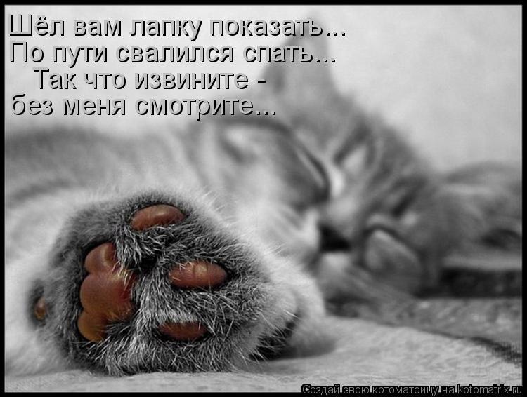 Шёл вам лапку показать... По пути свалился спать... Так что извините - без меня смотрите...... Котоматрица: Шёл вам лапку показать... По пути свалился спать... Так что извините - без меня смотрите...