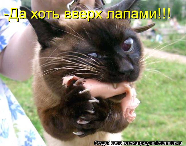 Котоматрица: -Да хоть вверх лапами!!!