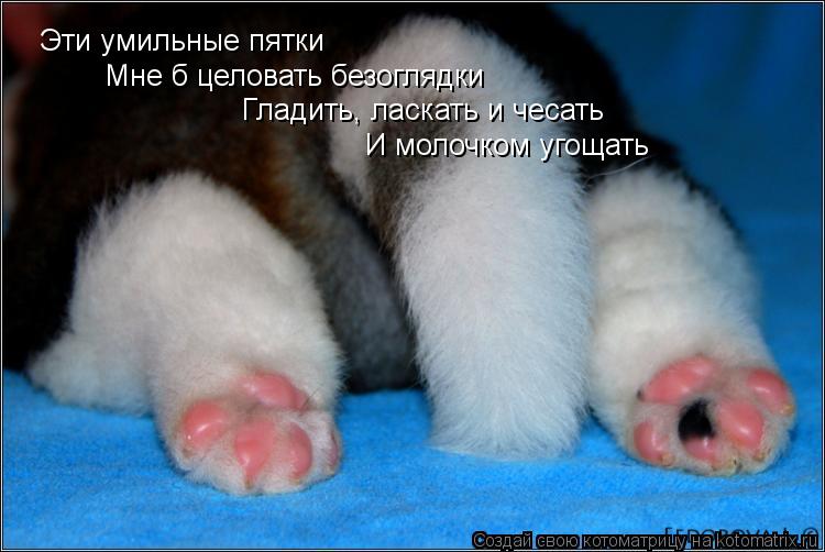 Котоматрица: Эти умильные пятки Мне б целовать безоглядки Гладить, ласкать и чесать И молочком угощать