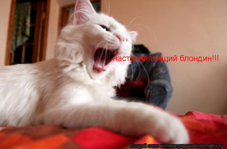 Котоматрица: настояяяяяящий блондин!!!