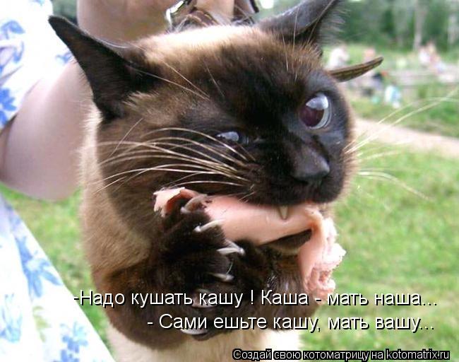 Котоматрица: Надо кушать кашу ! Каша - мать наша... - Сами ешьте кашу, мать вашу...  -