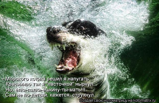 Котоматрица: - Морского котика решил я напугать... Красиииво так я "ласточкой" нырнул... Но, ёлки-палки-ёшкину-ты-мать!!! Сам не по-детски, кажется, струхнул...