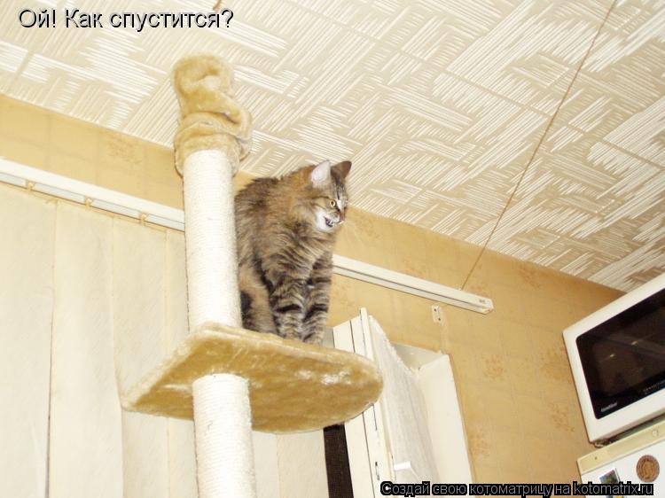 Котоматрица: Ой! Как спустится?