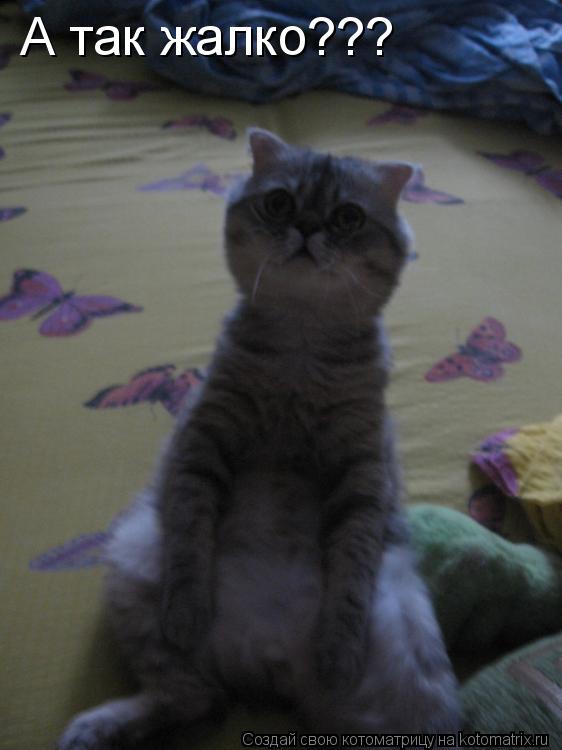 Котоматрица: А так жалко???