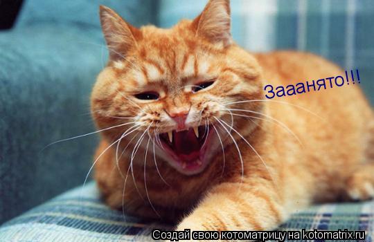 Котоматрица: Зааанято!!!