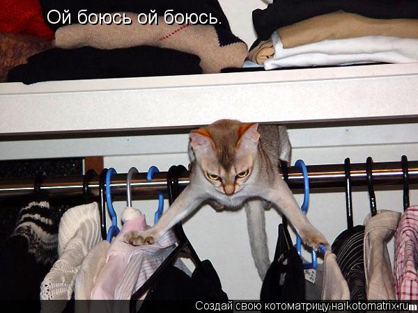 Котоматрица: Ой боюсь ой боюсь.