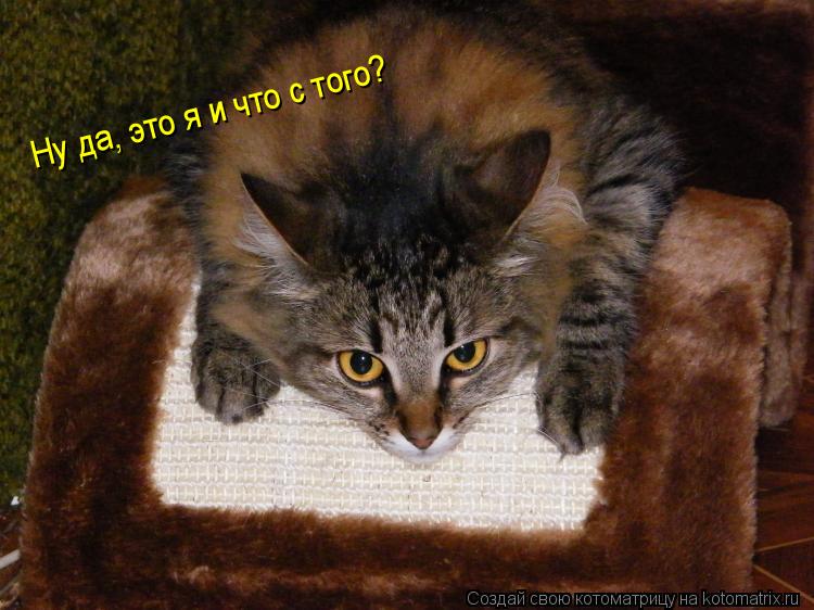 Котоматрица: Ну да, это я и что с того?