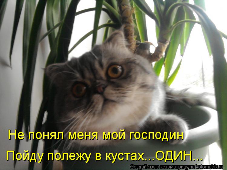 Пойду полежу в кустах...ОДИН... Не понял меня мой господин... Котоматрица: Пойду полежу в кустах...ОДИН... Не понял меня мой господин