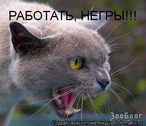 РАБОТАТЬ, НЕГРЫ!!!... Котоматрица: РАБОТАТЬ, НЕГРЫ!!!