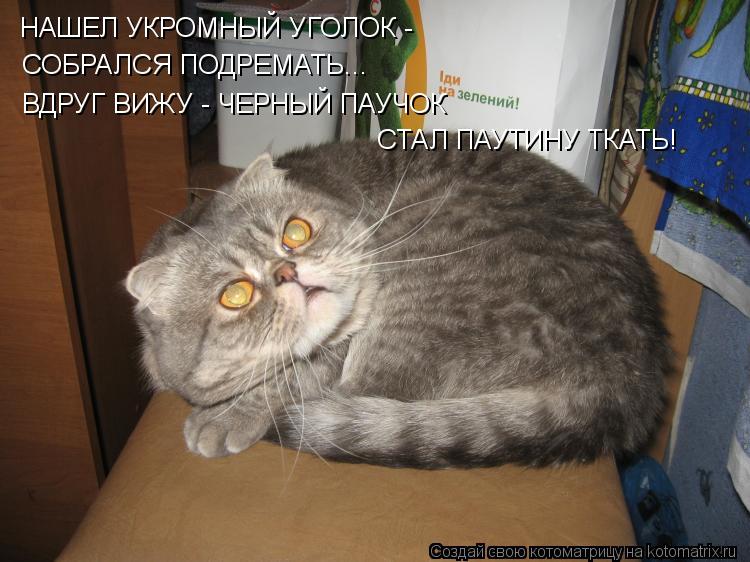 НАШЕЛ УКРОМНЫЙ УГОЛОК - СОБРАЛСЯ ПОДРЕМАТЬ... ВДРУГ ВИЖУ - ЧЕРНЫЙ ПАУЧОК СТАЛ ПАУТИНУ ТКАТЬ!... Котоматрица: НАШЕЛ УКРОМНЫЙ УГОЛОК - СОБРАЛСЯ ПОДРЕМАТЬ... ВДРУГ ВИЖУ - ЧЕРНЫЙ ПАУЧОК СТАЛ ПАУТИНУ ТКАТЬ!