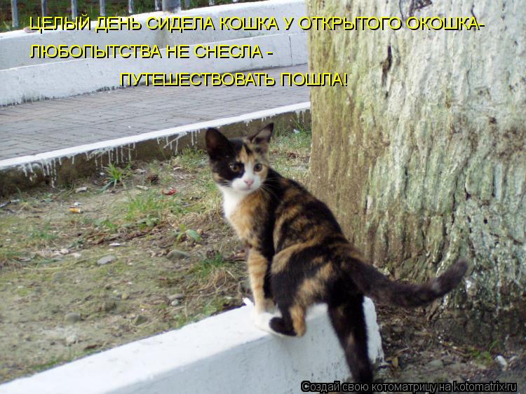 ЦЕЛЫЙ ДЕНЬ СИДЕЛА КОШКА У ОТКРЫТОГО ОКОШКА- ЛЮБОПЫТСТВА НЕ СНЕСЛА - ПУТЕШЕСТВОВАТЬ ПОШЛА!... Котоматрица: ЦЕЛЫЙ ДЕНЬ СИДЕЛА КОШКА У ОТКРЫТОГО ОКОШКА- ЛЮБОПЫТСТВА НЕ СНЕСЛА - ПУТЕШЕСТВОВАТЬ ПОШЛА!