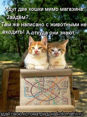 Идут две кошки мимо магазина: Зайдём? Там же написано с животными не в входить! А откуда они знают,... Котоматрица: Идут две кошки мимо магазина: Зайдём? Там же написано с животными не в входить! А откуда они знают,