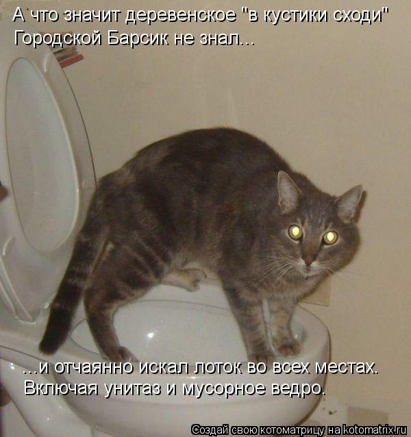Котоматрица: А что значит деревенское "в кустики сходи"  Городской Барсик не знал... ...и отчаянно искал лоток во всех местах. Включая унитаз и мусорное вед