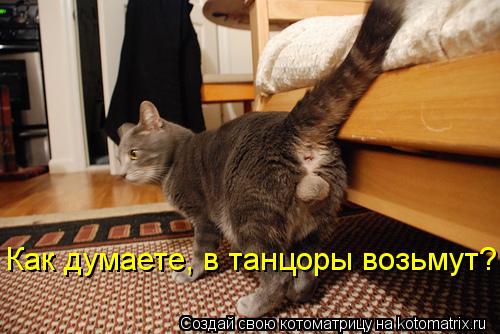 Котоматрица: Как думаете, в танцоры возьмут?