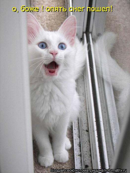 Котоматрица: о, боже ! опять снег пошел!