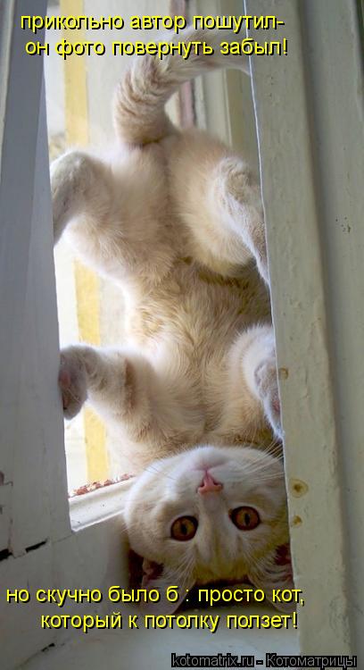 Котоматрица: прикольно автор пошутил-  он фото повернуть забыл! но скучно было б : просто кот, который к потолку ползет!