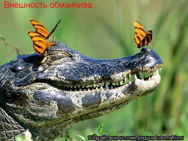 Котоматрица: Внешность обманчива...