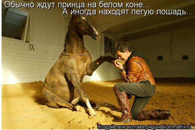 Котоматрица: Обычно ждут принца на белом коне... А иногда находят пегую лошадь...