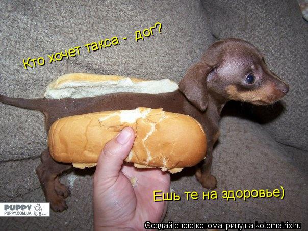 Котоматрица: Кто хочет такса -  дог? Ешь те на здоровье)