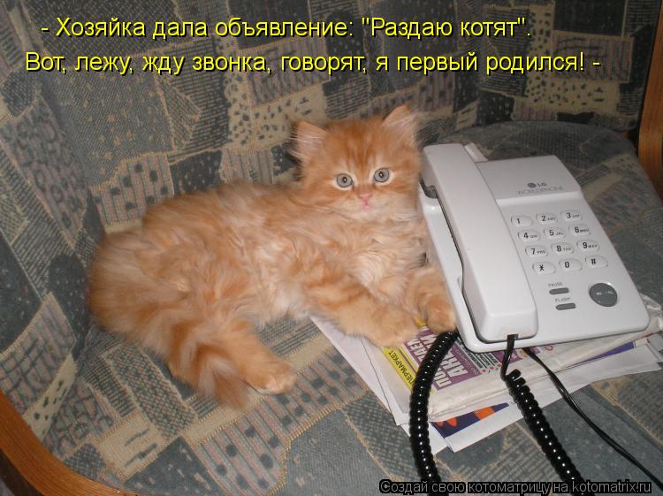 Котоматрица: - Хозяйка дала объявление: "Раздаю котят".  Вот, лежу, жду звонка, говорят, я первый родился! -