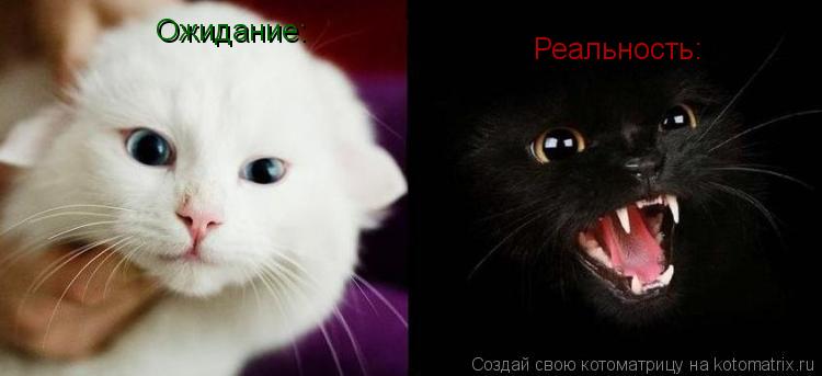 Ожидание: Реальность:... Котоматрица: Ожидание: Реальность: