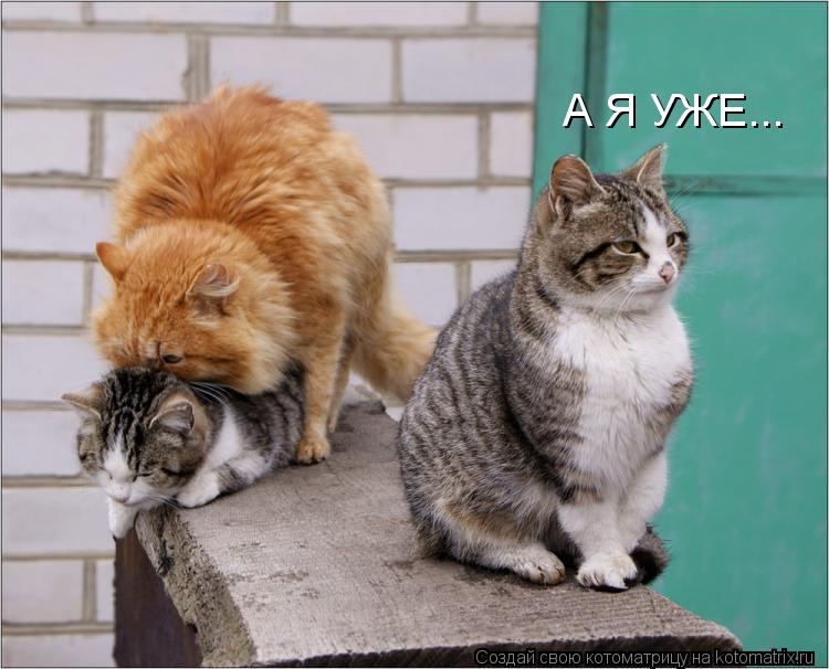 А Я УЖЕ...... Котоматрица: А Я УЖЕ...