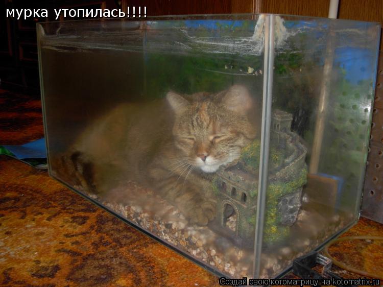 мурка утопилась!!!!... Котоматрица: мурка утопилась!!!!