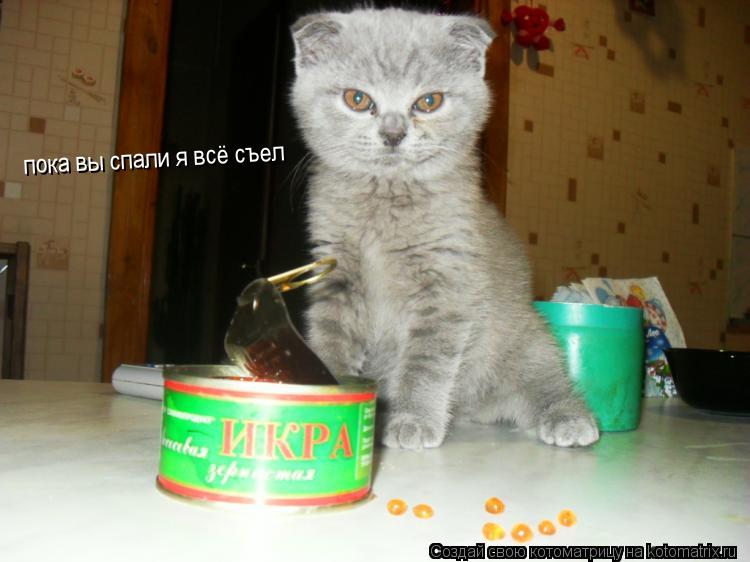 пока вы спали я всё съел... Котоматрица: пока вы спали я всё съел