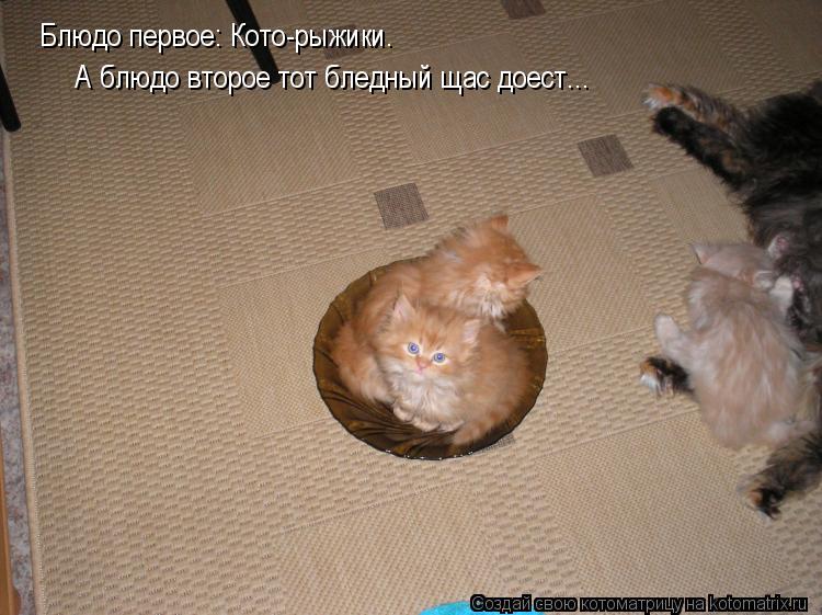 Блюдо первое: Кото-рыжики. А блюдо второе тот бледный щас доест...... Котоматрица: Блюдо первое: Кото-рыжики. А блюдо второе тот бледный щас доест...