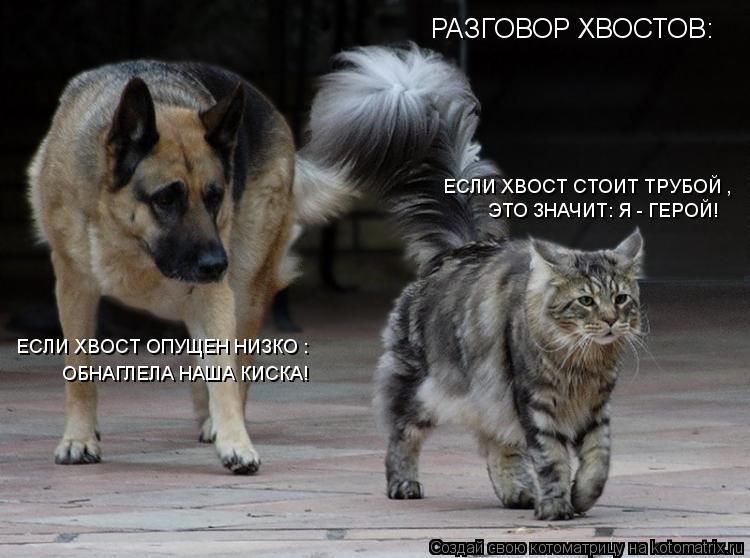 РАЗГОВОР ХВОСТОВ: ЕСЛИ ХВОСТ СТОИТ ТРУБОЙ , ЭТО ЗНАЧИТ: Я - ГЕРОЙ! ЕСЛИ ХВОСТ ОПУЩЕН НИЗКО : ОБНАГЛЕЛ... Котоматрица: РАЗГОВОР ХВОСТОВ: ЕСЛИ ХВОСТ СТОИТ ТРУБОЙ , ЭТО ЗНАЧИТ: Я - ГЕРОЙ! ЕСЛИ ХВОСТ ОПУЩЕН НИЗКО : ОБНАГЛЕЛА НАША КИСКА!