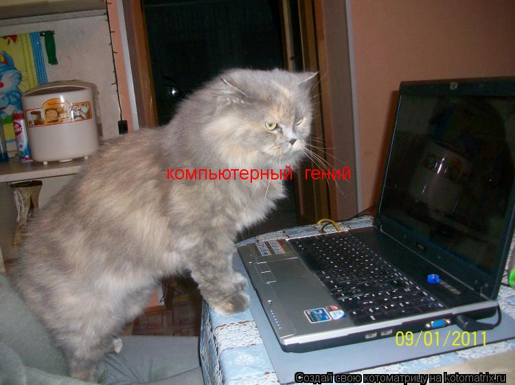 Котоматрица: компьютерный  гений