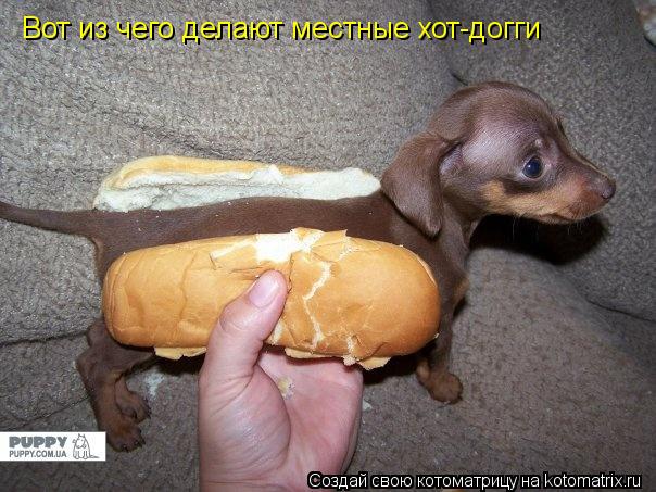 Котоматрица: Вот из чего делают местные хот-догги