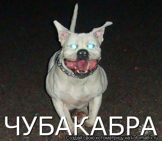 Котоматрица: ЧУБАКАБРА