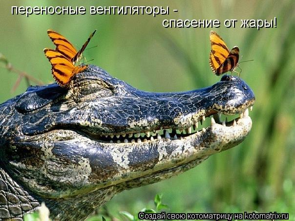 Котоматрица: переносные вентиляторы - спасение от жары!