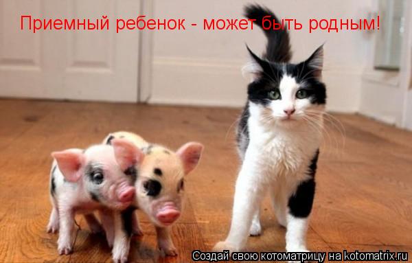 Котоматрица: Приемный ребенок - может быть родным!