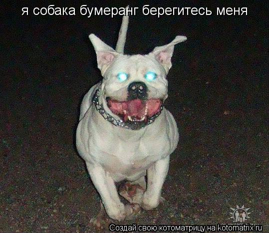 Котоматрица: я собака бумеранг берегитесь меня