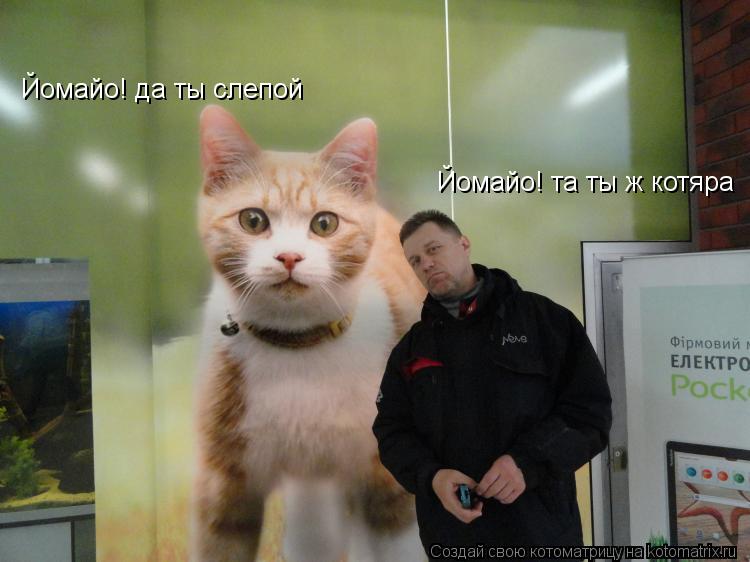 Котоматрица: Йомайо! та ты ж котяра Йомайо! да ты слепой