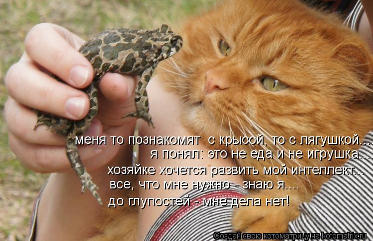 Котоматрица: меня то познакомят  с крысой, то с лягушкой....  я понял: это не еда и не игрушка.... хозяйке хочется развить мой интеллект... все, что мне нужно - з