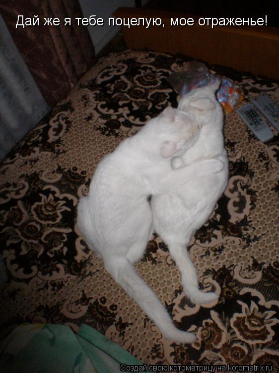 Котоматрица: Дай же я тебе поцелую, мое отраженье!