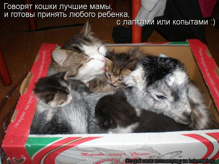 Котоматрица: Говорят кошки лучшие мамы,  и готовы принять любого ребенка, с лапками или копытами :)