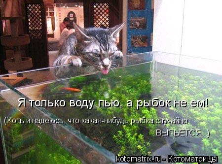 Котоматрица: (Хоть и надеюсь, что какая-нибудь рыбка случайно ВЫПЬЕТСЯ...) Я только воду пью, а рыбок не ем!