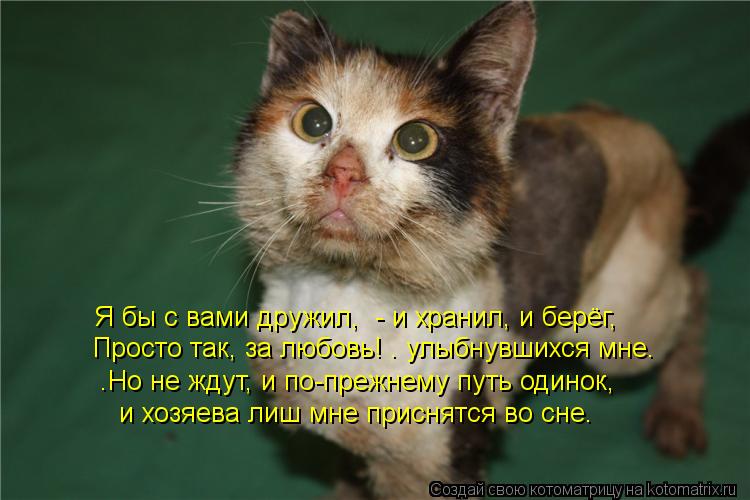 Котоматрица: Я бы с вами дружил,  - и хранил, и берёг, Просто так, за любовь! – улыбнувшихся мне…   …Но не ждут, и по-прежнему путь одинок,    и хозяева лиш мне