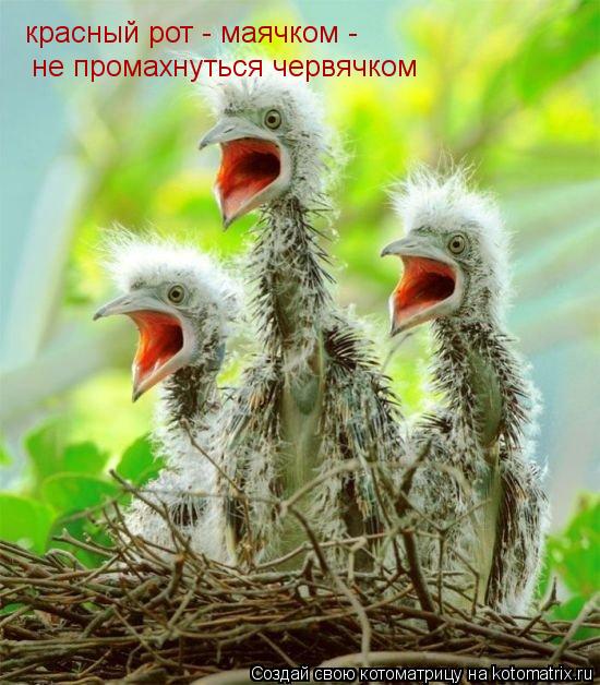 Котоматрица: не промахнуться червячком красный рот - маячком -
